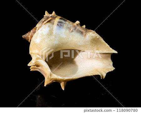 Melongena bispinosa Seashell on a black background Melongena bispinosa Seashell on a black background 118090780