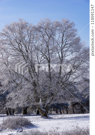 A view of a pasture the morning after an ice shower 118091147