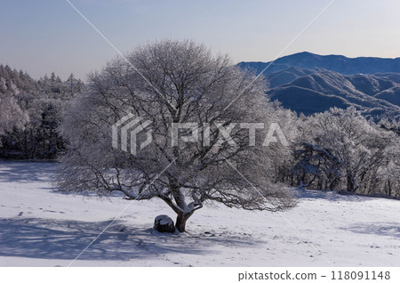 A view of a pasture the morning after an ice shower A view of a pasture the morning after an ice shower 118091148