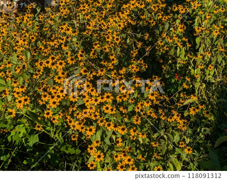 Orange flowers of Rudbeckia takao blooming in an autumn garden Orange flowers of Rudbeckia takao blooming in an autumn garden 118091312