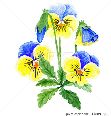 Isolated object-85. Pansy flowers, blue and yellow colours, isolated on white background. Isolated object-85. Pansy flowers, blue and yellow colours, isolated on white background. 118091630