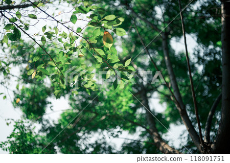 Summer green 118091751