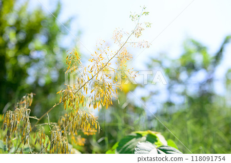 Summer light 118091754