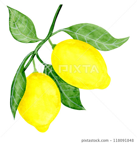 Isolated object-81. Lemon fruit with leaves, isolated on white background. 118091848