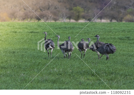 Greater Rhea, Rhea americana, in Pampas 118092231