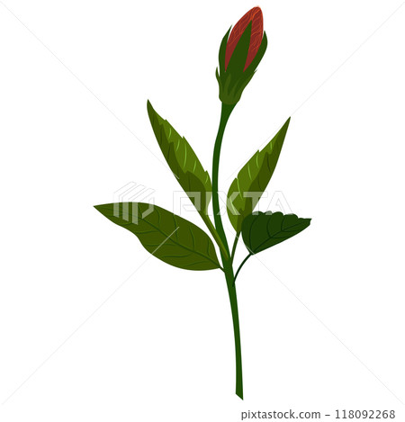 Isolated object-65. Hibiscus -2, flower isolated on white background. Isolated object-65. Hibiscus -2, flower isolated on white background. 118092268