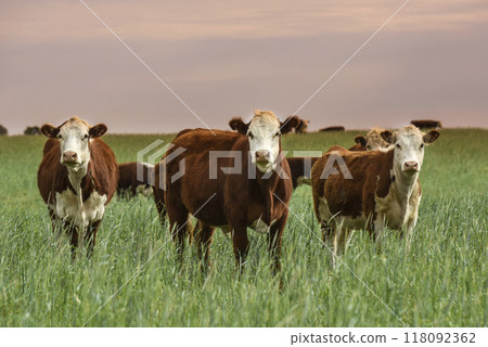 Cattle raising  with natural pastures in Pampas countryside, 118092362