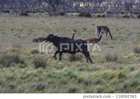 Water buffalo, Bubalus bubalis, species introduced in Argentina, La Pampa province, Patagonia. 118092363