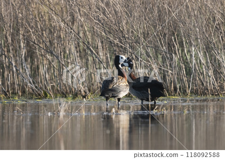 White faced Whistling Duck, in marsh environment, La Pampa Province, Patagonia, Argentina. White faced Whistling Duck, in marsh environment, La Pampa Province, Patagonia, Argentina. 118092588