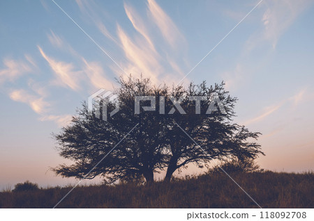Calden tree landscape, La Pampa  118092708