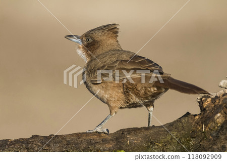 Brown cacholote , in Pampas forest environment, La Pampa province, Patagonia , Argentina 118092909