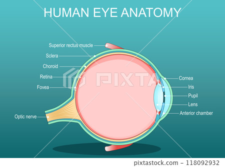 Eye anatomy. Vertical cross section of the human eye 118092932