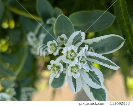 White-edged leaves and small flowers of snowdrop blooming in a summer garden 118092933
