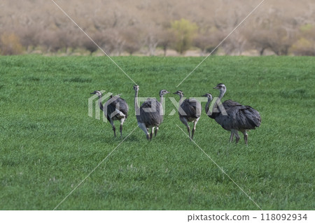 Greater Rhea, Rhea americana, in Pampas coutryside 118092934