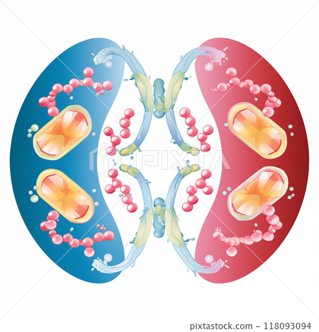 Scientific Illustration of Cellular Division and Chromosomes 118093094