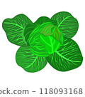 Isolated object-59. Cabbage isolated on white background. 118093168