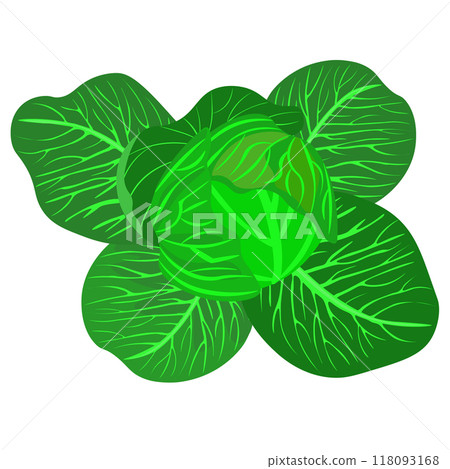 Isolated object-59. Cabbage isolated on white background. 118093168