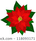 Isolated object-62. Christmas flower poinsettia isolated on white background. 118093171