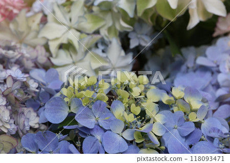 白色繡球花 白色繡球花 118093471