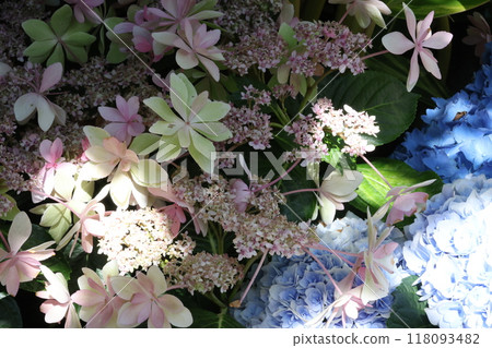 hydrangea   118093482