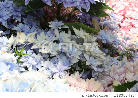 hydrangea   118093483