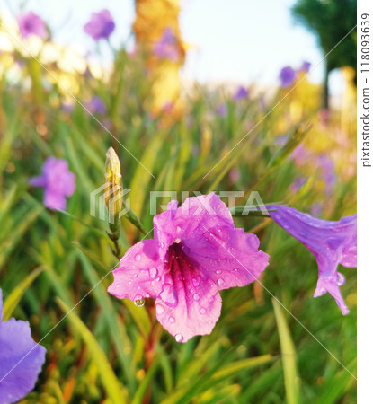 A field of purple flowers with dew on them 118093639