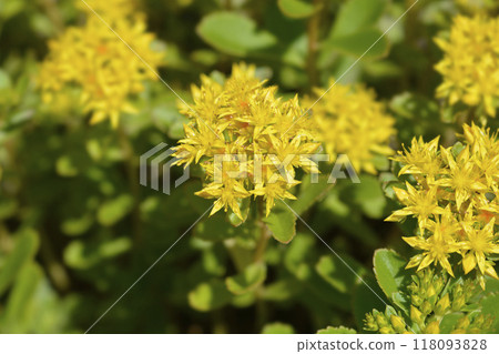 Orange Stonecrop Weihenstephaner Gold Orange Stonecrop Weihenstephaner Gold 118093828