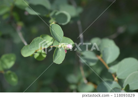 Common Snowberry Common Snowberry 118093829