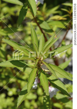 Garden balsam 118093838