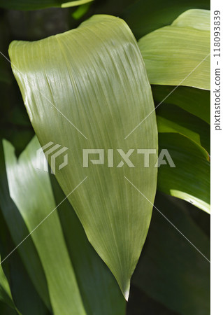 Cast-iron plant 118093839