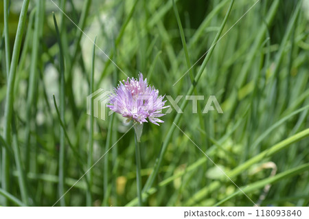 Chives flower 118093840
