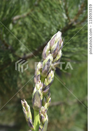 Spanish dagger 118093859