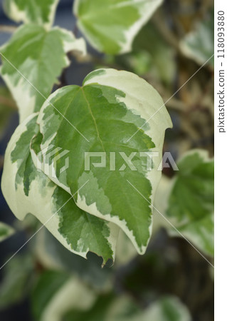 Algerian ivy Glorie de Marengo 118093880