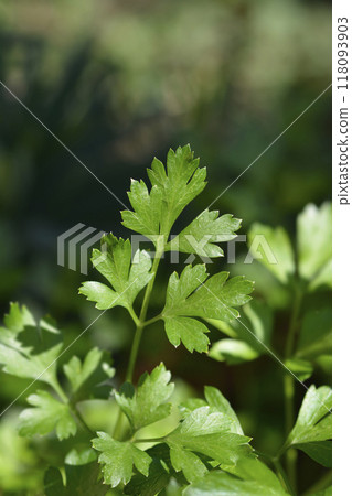 Italian parsley Italian parsley 118093903