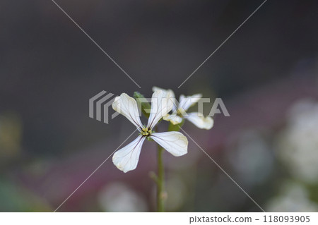 Salad rocket 118093905