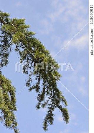 Weeping deodar cedar Weeping deodar cedar 118093913