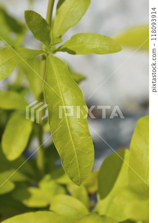 White plumbago White plumbago 118093914
