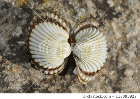 Cockle shell 118093922