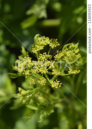Wild parsnip 118093923