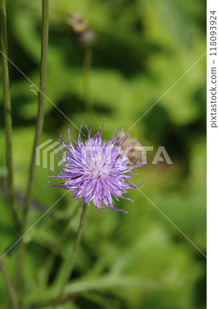 Single-flowered sawwort Single-flowered sawwort 118093924