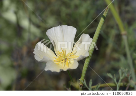 Golden poppy flower Golden poppy flower 118093925