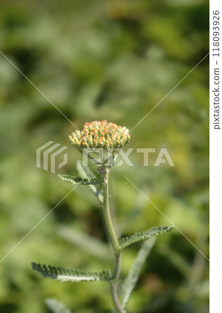Yarrow Terracotta 118093926