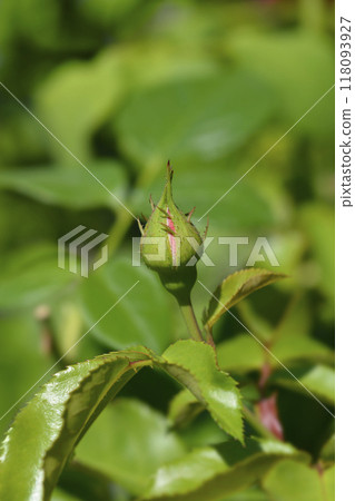 Rose Marie Curie 118093927