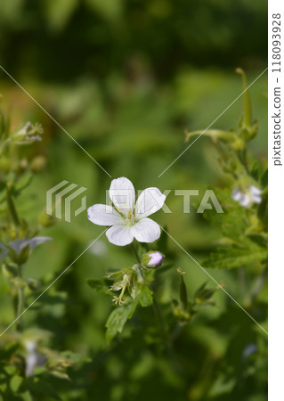 Bloody cranesbill Album 118093928