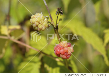 Raspberry Malling Promise 118093931