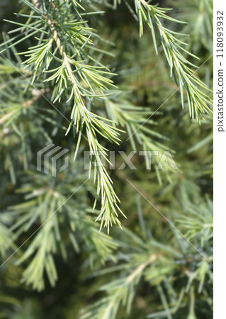Deodar cedar 118093932