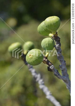 Common fig Common fig 118093938