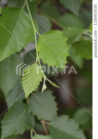 Birch Summer Cascade Birch Summer Cascade 118093939