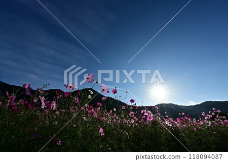 盛開在satoyama的波斯菊 118094087