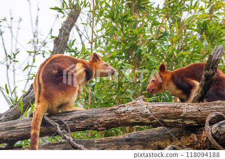 Goodfellow's Tree Kangaroo, portrait of very cute rare red animal. Goodfellow's Tree Kangaroo, portrait of very cute rare red animal. 118094188